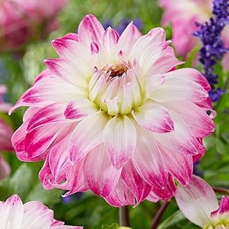 Dahlia Pink Petticoat Flower Bulbs - Summer Flowering Bee Plants - Easy to Grow Tubers Producing Showy White and Pink Flowers into Autumn - Grow in Beds, Borders, and Pots (Pack of 6 Dahlia Bulbs)