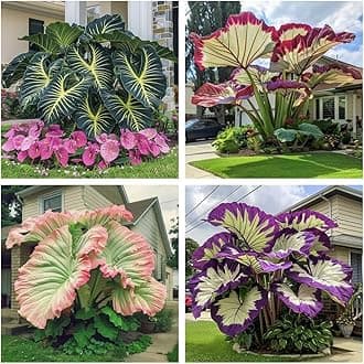 Large-Leaf Elephant Ear, Garden Decorative Planting-b-2 Bulbs