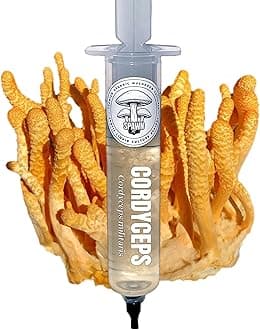 Cordyceps (Cordyceps militaris) Liquid Culture 20mL | Spawn Mycology