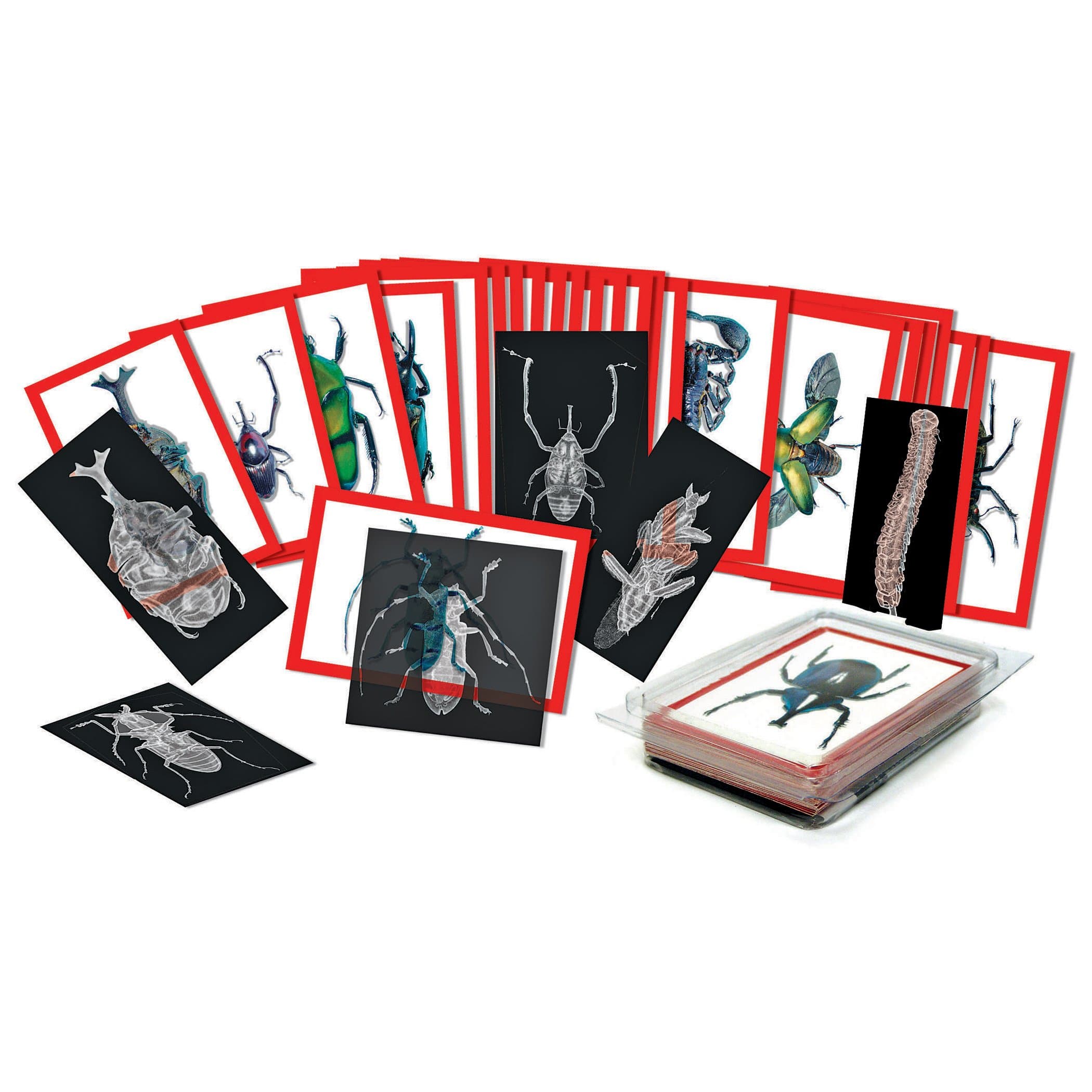 Insect X-rays and Picture Cards