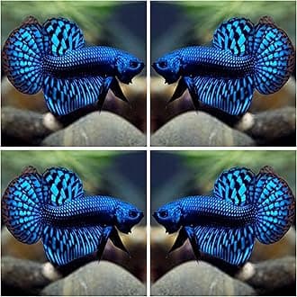 D&A Tropical Live Fish-1 Male Wild Betta Alien Live Fish- Live Betta Fish for Pond, Fish Tank or Aquarium, Live Fish Freshwater (Alien Blue)