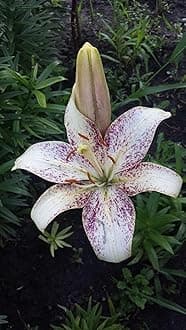 SVG® Oriental lily Double Imported Flower Bulbs All season for Your Home and Gardening Pack 2 bulbs (DOTED WHITE)