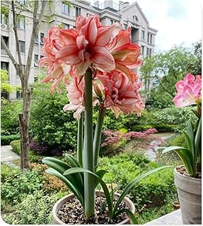 Amarylli Planting Pots to Grow to Grow Surprise Fall or Spring Indoor or Outdoor Professional-3bulbs-b