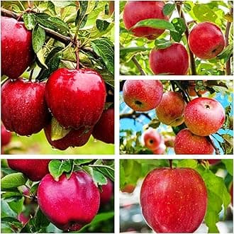 Red Apple Seed 100 pcs Pack - Large Perennial Heirloom Non-GMO Outdoor Indoor Giant Bush