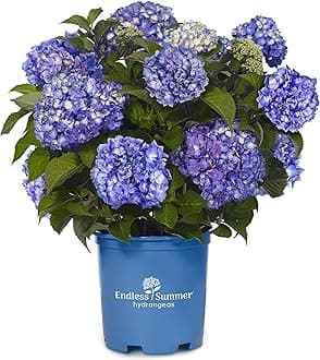 Purple Reblooming Endless Summer BloomStruck Hydrangea Shrub