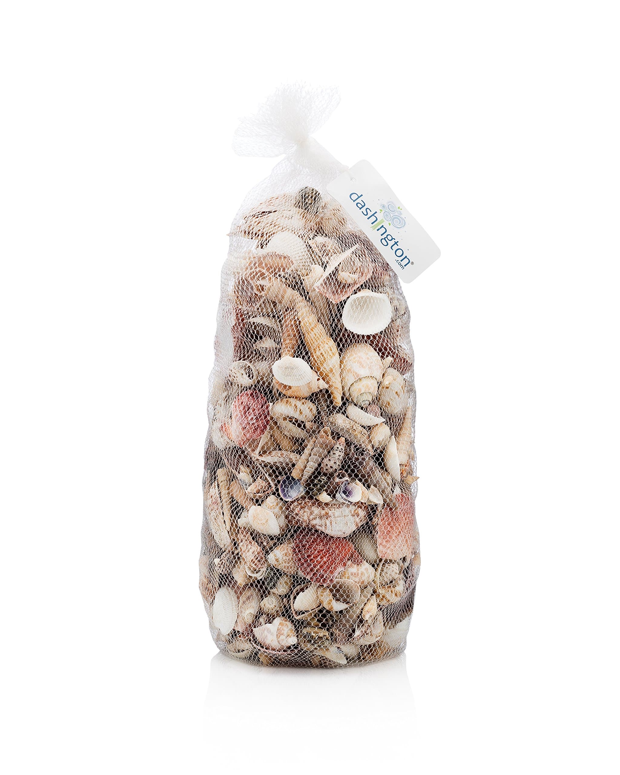 Assorted Beach Sea Shells, Large Sizes 1"-2", 5lb Bag (400-500 Shells)