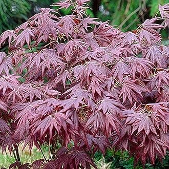 Acer palmatum 'Atropurpureum' | Japanese Maple Deciduous Potted Trees for Small Gardens | Premium Bushy Plant Shrub Tree in Pot (20-40cm (Incl. Pot))
