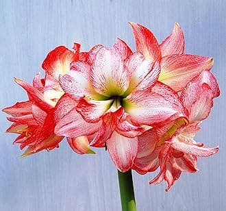 Plantogallery® Dutch Amaryllis Lily Double Flower Bulbs Multi-Color Pack of 6 Bulbs