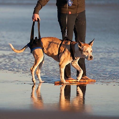 WalkAbout Back Pet Harness