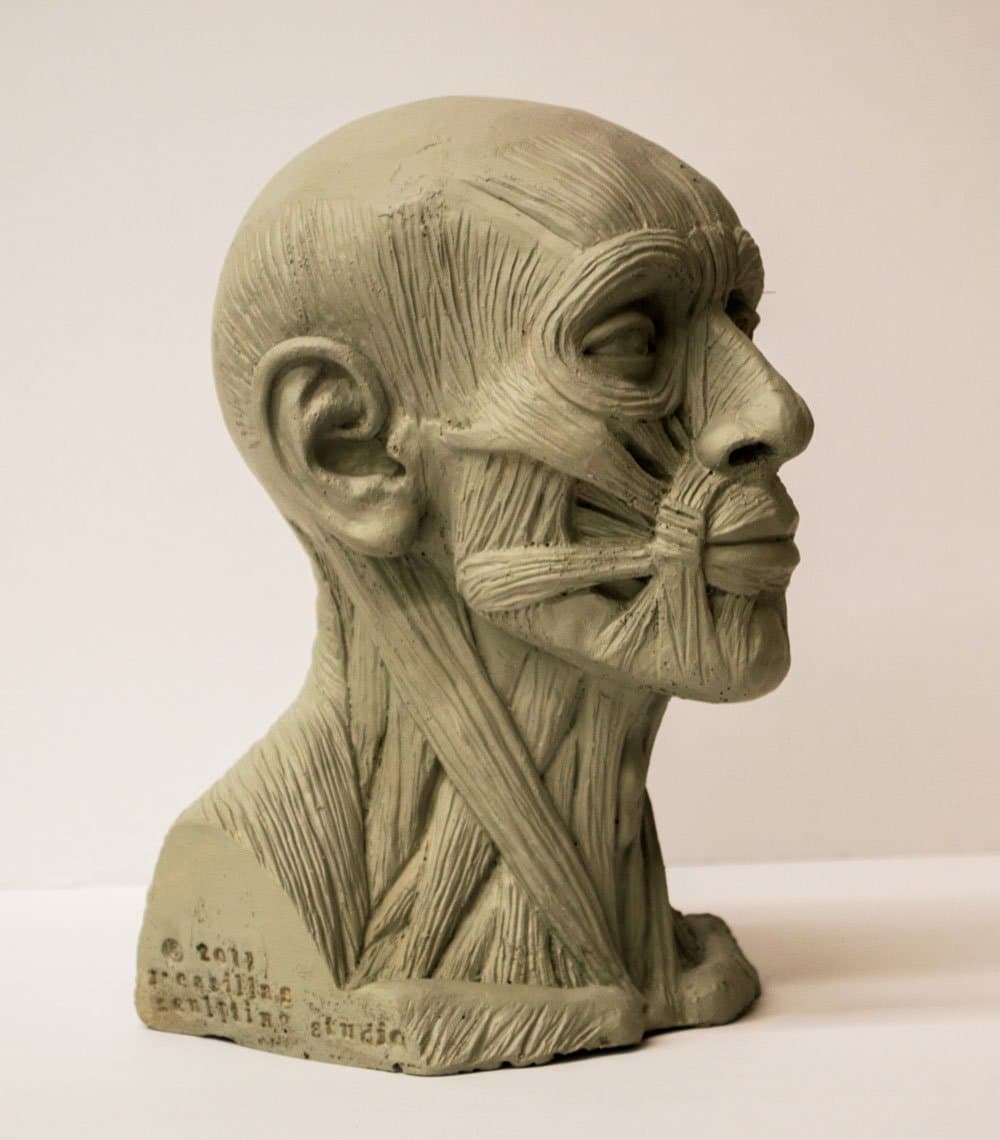 Head Muscle Anatomy Model