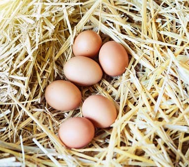 Ayam Cemani Fertile Hatching Eggs