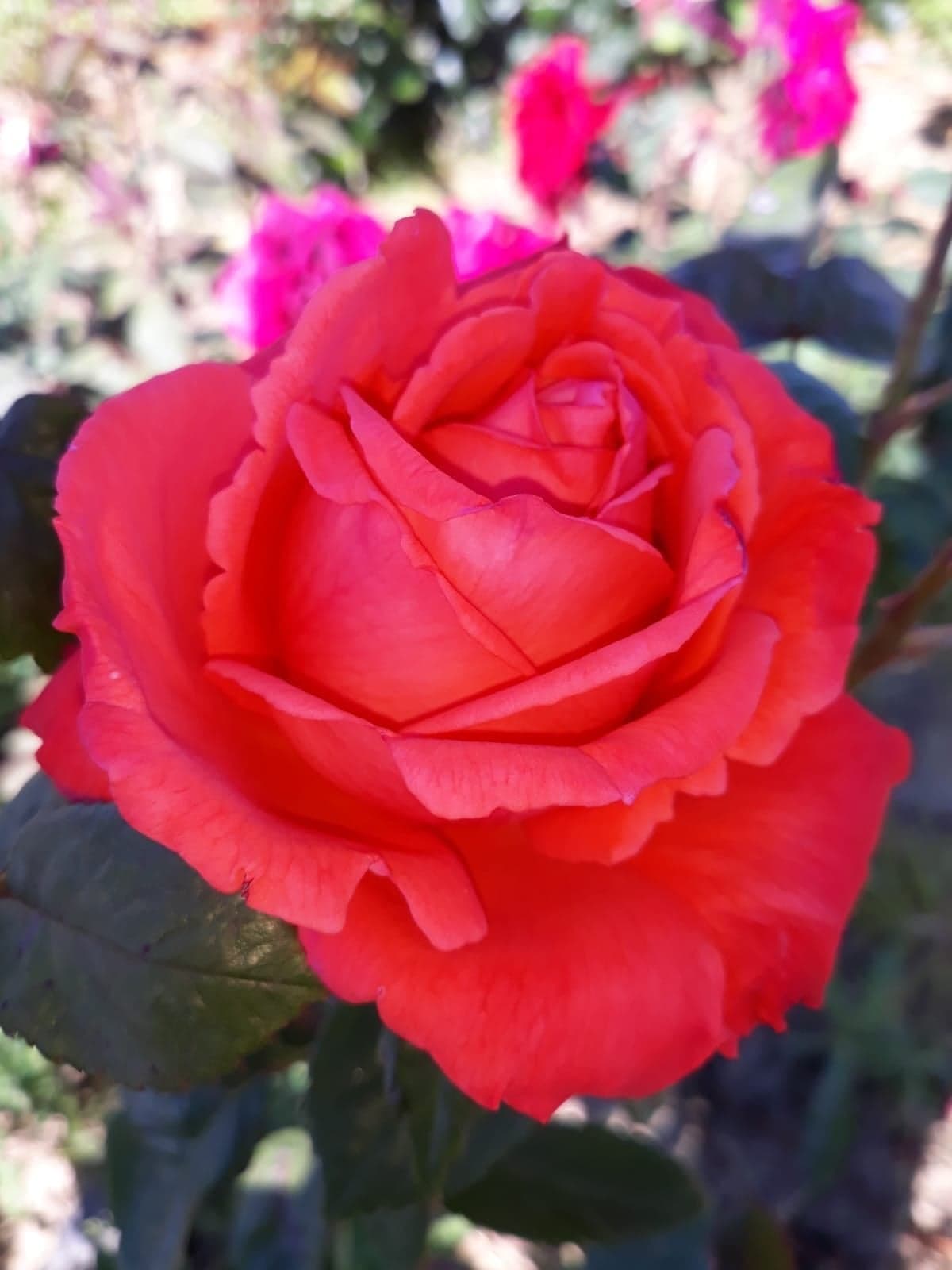 Super Star Hybrid Tea Rose Bush Bare Root